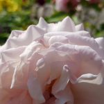 Rose 'Rosenfaszination' (Rosa species)