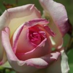 Rose 'Souvenir de Baden-Baden' (Rosa species)