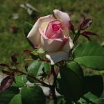 Rose 'Souvenir de Baden-Baden' (Rosa species)