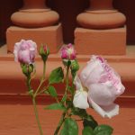 Rose 'Spirit of Freedom' (Rosa species)