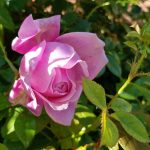 Rose 'Spirit of Freedom' (Rosa species)