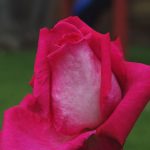 Rose 'Acapella' (Rosa species)