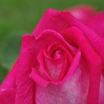 Rose 'Acapella' (Rosa species)