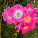 Rose 'American Pillar' (Rosa species)