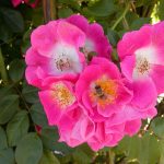 Rose 'American Pillar' (Rosa species)