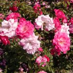 Rose 'Blue Parfum' (Rosa species)