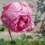 Rose 'Boscobel' (Rosa species)