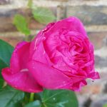 Rose 'Cherry Lady' (Rosa species)
