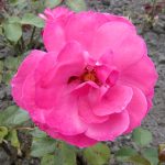Rose 'Hortiflora' (Rosa species)