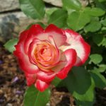 Rose 'Jubilé du Prince de Monaco' (Rosa species)