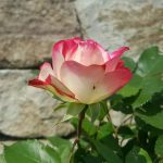 Rose 'Jubilé du Prince de Monaco' (Rosa species)