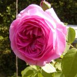 Rose 'Louise Odier' (Rosa species)
