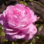 Rose 'Louise Odier' (Rosa species)