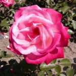 Rose 'Maxim' (Rosa species)