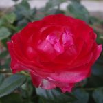 Rose 'Nostalgie' (Rosa species)