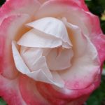 Rose 'Nostalgie' (Rosa species)
