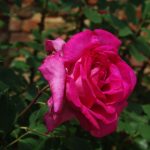 Rose 'Parole' (Rosa species)