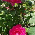 Rose 'Parole' (Rosa species)