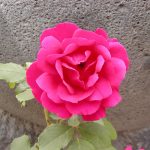 Rose 'Paul's Scarlet Climber' (Rosa species)