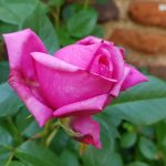 Rose 'Romina' (Rosa species)