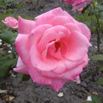 Rose 'Schöne Berlinerin' (Rosa species)
