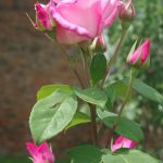 Rose 'The McCartney Rose' (Rosa species)