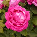 Rose 'Ulrich Brunner fils' (Rosa species)