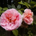 Rose 'Abraham Darby' (Rosa species)