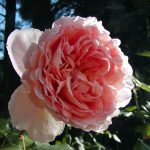 Rose 'Abraham Darby' (Rosa species)