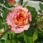 Rose 'Augusta Luise' (Rosa species)
