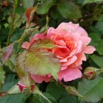 Rose 'Augusta Luise' (Rosa species)