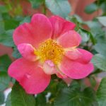 Rose 'Coco' (Rosa species)