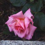 Rose 'Compassion' (Rosa species)
