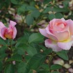 Rose 'Elle' (Rosa species)
