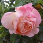 Rose 'Isabelle Autissier' (Rosa species)