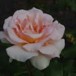 Rose 'Johann Strauß' (Rosa species)
