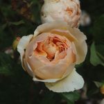Rose 'Jude the Obscure' (Rosa species)