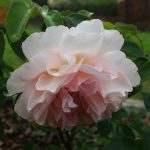 Rose 'Sangerhäuser Jubiläum' (Rosa species)
