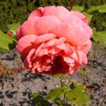 Rose 'Tea Clipper' (Rosa species)