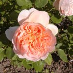 Rose 'Tea Clipper' (Rosa species)