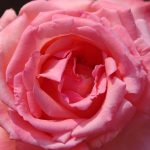 Rose 'Vedette' (Rosa species)