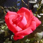 Rose (Rosa species)