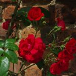 Rose 'Amadeus' (Rosa species)