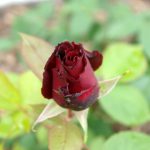 Rose 'Barkarole' (Rosa species)