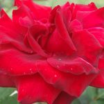 Rose 'Barkarole' (Rosa species)