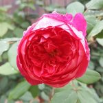 Rose 'Benjamin Britten' (Rosa species)