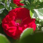 Rose 'Bordeaux' (Rosa species)