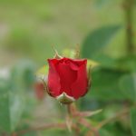 Rose 'Brillant' (Rosa species)