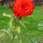 Rose 'Brillant' (Rosa species)