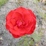 Rose 'Chorus' (Rosa species)